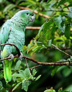 鳞颈鹦哥 / Scaly-naped Amazon / Amazona mercenarius