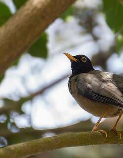 黑冠鸫 / Black-hooded Thrush / Turdus olivater