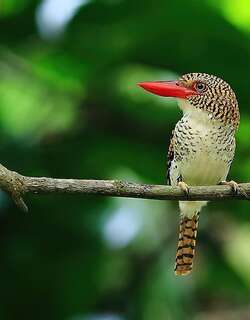 横斑翠鸟 / Banded Kingfisher / Lacedo pulchella