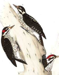 褐斑啄木鸟 / Strickland’s Woodpecker / Leuconotopicus stricklandi