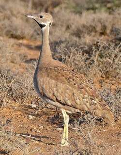 黑喉鸨 / Karoo Korhaan / Eupodotis vigorsii