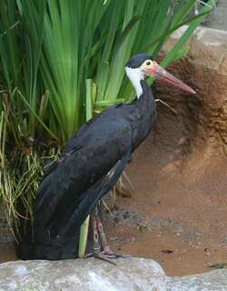 黄脸鹳 / Storm’s Stork / Ciconia stormi
