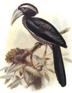 黑弯嘴犀鸟 / Black Dwarf Hornbill / Horizocerus hartlaubi