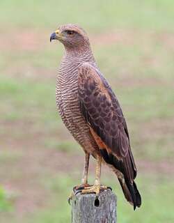 草原鸡鵟 / Savanna Hawk / Buteogallus meridionalis