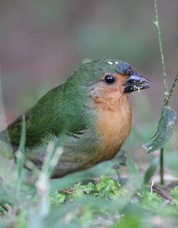 绿尾鹦雀 / Tawny-breasted Parrotfinch / Erythrura hyperythra
