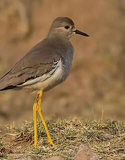 白尾麦鸡 / White-tailed Lapwing / Vanellus leucurus