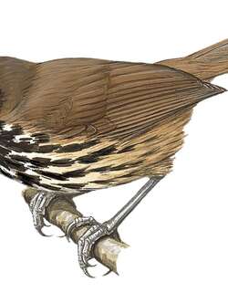 班岛穗鹛 / Panay Striped Babbler / Zosterornis latistriatus