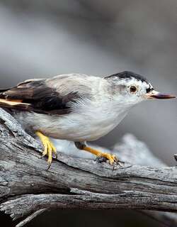 杂色澳䴓 / Varied Sittella / Daphoenositta chrysoptera