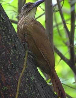 白喉䴕雀 / White-throated Woodcreeper / Xiphocolaptes albicollis