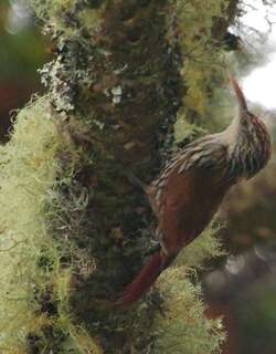 鳞斑䴕雀 / Scaled Woodcreeper / Lepidocolaptes squamatus