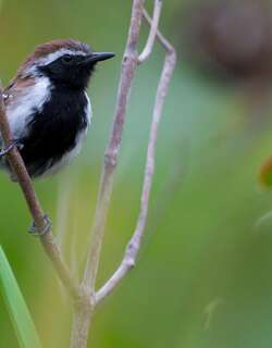 格氏蚁鹩 / Sincora Antwren / Formicivora grantsaui