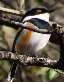 海角蓬背鹟 / Cape Batis / Batis capensis