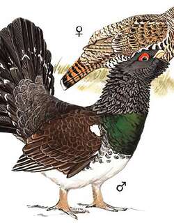 西方松鸡 / Western Capercaillie / Tetrao urogallus