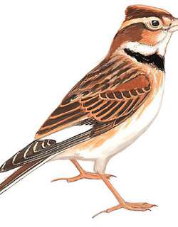 蒙古百灵 / Mongolian Lark / Melanocorypha mongolica