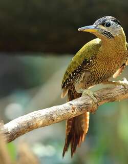 斑胸绿啄木鸟 / Streak-breasted Woodpecker / Picus viridanus