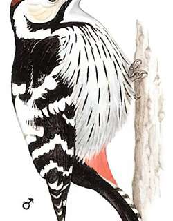 白背啄木鸟 / White-backed Woodpecker / Dendrocopos leucotos