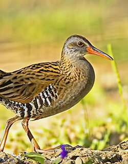 普通秧鸡 / Brown-cheeked Rail / Rallus indicus