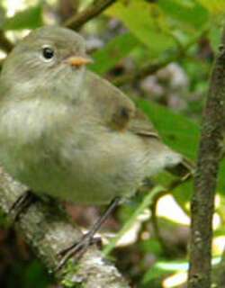 莺雀 / Green Warbler-Finch / Certhidea olivacea