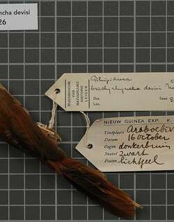 棕色扇尾鹟 / Dimorphic Fantail / Rhipidura brachyrhyncha