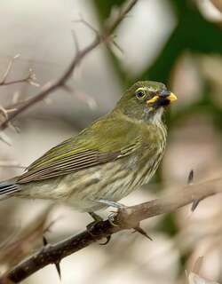 斑纹舞雀 / Streaked Saltator / Saltator striatipectus