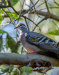 铜翅鸠 / Common Bronzewing / Phaps chalcoptera