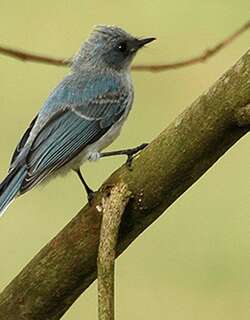 白尾蓝凤头鹟 / White-tailed Blue Flycatcher / Elminia albicauda