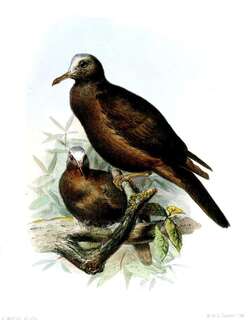 白顶地鸽 / New Guinea Bronzewing / Henicophaps albifrons