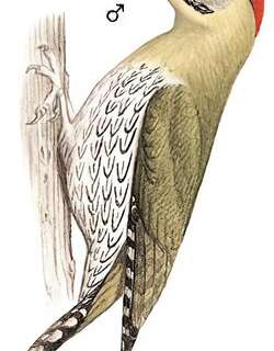 鳞腹绿啄木鸟 / Scaly-bellied Woodpecker / Picus squamatus