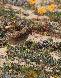 小短趾百灵 / Lesser Short-toed Lark / Alaudala rufescens