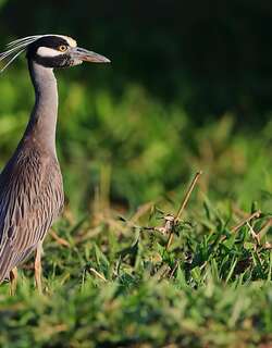 黄冠夜鹭 / Yellow-crowned Night Heron / Nyctanassa violacea