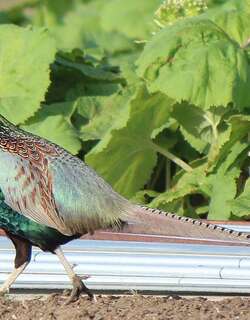 绿雉 / Green Pheasant / Phasianus versicolor