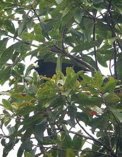 短尾肉垂风鸟 / Short-tailed Paradigalla / Paradigalla brevicauda