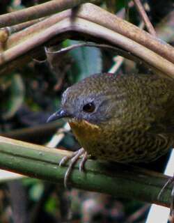 短尾鹩鹛 / Rufous-throated Wren-Babbler / Spelaeornis caudatus