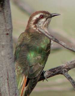 霍氏金鹃 / Horsfield’s Bronze Cuckoo / Chrysococcyx basalis