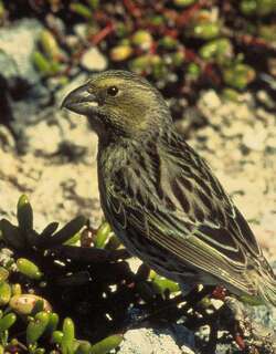 莱岛拟管舌雀 / Laysan Finch / Telespiza cantans
