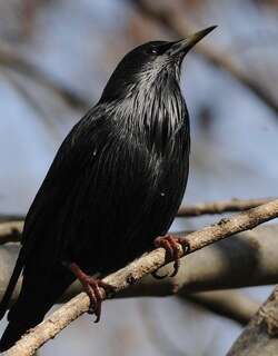纯色椋鸟 / Spotless Starling / Sturnus unicolor