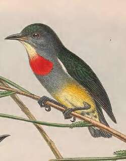 所罗门啄花鸟 / Midget Flowerpecker / Dicaeum aeneum