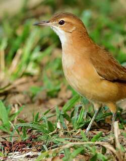 棕灶鸟 / Rufous Hornero / Furnarius rufus