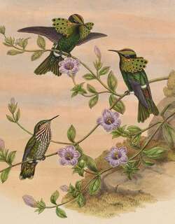 孔雀冠蜂鸟 / Peacock Coquette / Lophornis pavoninus