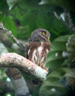 亚马孙鸺鹠 / Amazonian Pygmy Owl / Glaucidium hardyi