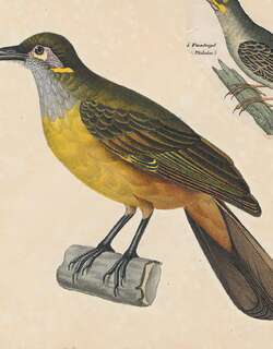 茶胸吸蜜鸟 / Tawny-breasted Honeyeater / Xanthotis flaviventer