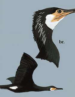 暗绿背鸬鹚 / Japanese Cormorant / Phalacrocorax capillatus