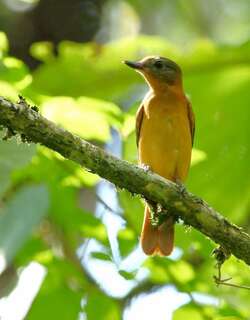 揭尾阿蒂霸鹟 / Rufous-tailed Attila / Attila phoenicurus