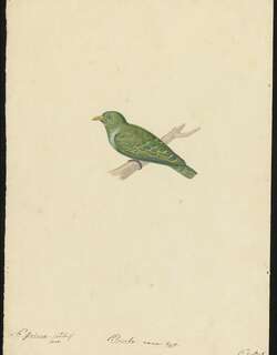 小绿果鸠 / Dwarf Fruit Dove / Ptilinopus nainus