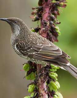 灰颊垂蜜鸟 / Little Wattlebird / Anthochaera chrysoptera