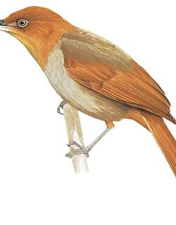 红冠拾叶雀 / Henna-hooded Foliage-gleaner / Clibanornis erythrocephalus