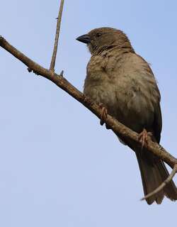 鹦嘴麻雀 / Parrot-billed Sparrow / Passer gongonensis