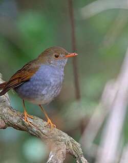 橙腹夜鸫 / Orange-billed Nightingale-Thrush / Catharus aurantiirostris