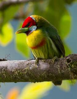 彩拟䴕 / Versicolored Barbet / Eubucco versicolor