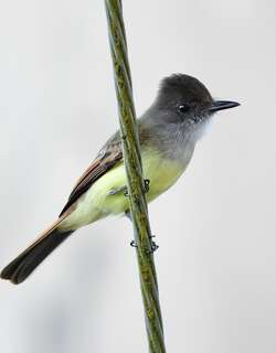 暗顶蝇霸鹟 / Dusky-capped Flycatcher / Myiarchus tuberculifer